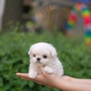 유어펫 강아지분양 고양이분양 본점 이미지