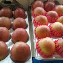 오부자청과 이미지