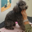 왈왈애견 이미지