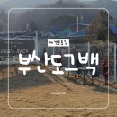 도그애견 | 부산 애견운동장 추천｜금정산성 신상 애견카페 도그백 후기