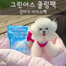그린어스 쿨링팩, 강아지 아이스팩 여름 외출 필수템 활용 후기