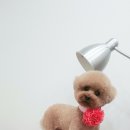 사월의 그루밍 이미지