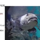 139 대왕농어 Sea Bass, Giant 이미지