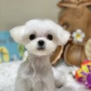 아미고 펫살롱 이미지