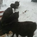 실로암농장 이미지