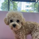 멍멍 애견미용 이미지