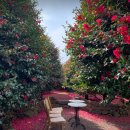 2026년1월5일[월~2박]제주도 감성여행!! 동백꽃과~억새와 이쁜카페 !!화이트컨셉 인생샷투어!! 이미지