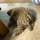 개똥이와냐옹이 | 호두 첫 미용 후기 !