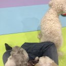 멍그라미 이미지