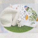 강아지천국 | 양주 강아지분양 냄새 없는 천국? 푸숑입양 후기!