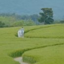 은애농장 이미지