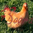 친환경 토종닭 농장 이미지