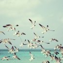 노래를찾는사람들 이미지