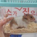 두수니 이미지