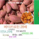 고구마 칼로리 & 고구마 (군고구마, 찐고구마, 생고구마, 튀김, 말랭이) 이미지