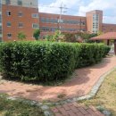 풀과 나무 의원 이미지