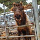 용목동농장 이미지