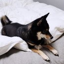 LG하이크리닝 | LG 휘센 타워 AI에어컨과 듀얼쿨 벽걸이 에어컨 사용 찐후기