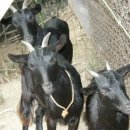 선비농장 이미지