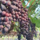 둔덕농장3 이미지