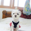 우리아리 이미지