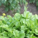 열무농장 이미지