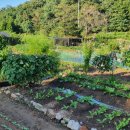 심지농장 이미지