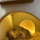 골든햄스터 분양 탬펫 충남아산점 이미지