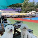 송추 강아지 수영장, 테이블 비교, 이용 후기 - 도그 스포지움