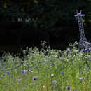 호동골공원 이미지