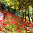 편백산림욕장 진입로 이미지