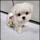 멍앤냥 강아지고양이 안양점 이미지