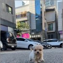 베이비몽 강아지분양 인천청라점 이미지