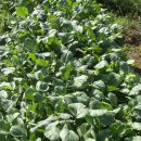 창포농장 이미지