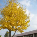 광주동초등학교충효분교장 이미지