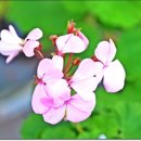 삼무공원 이미지