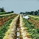 무사이