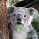 베이비플러스 대구점 | 친절하게 싸다. 대구 베이비하우스 - 줄즈 휴대용유모차 에어플러스 구매후기.