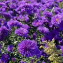 신안문구 이미지