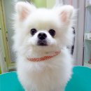 퍼피투게더 이미지