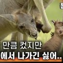 격투할만큼 컸지만 주머니는 포기못해 -상- 이미지