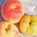 설아농장 이미지