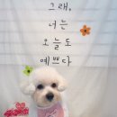 온리 펫살롱 이미지