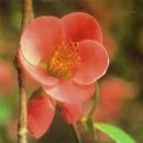 Quince....9월 14일 탄생화 이미지