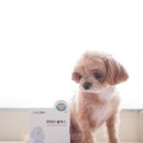 오르헬스케어 | 강아지 눈영양제 다이어트 간식 CMG제약 차오르 후기