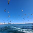 춤추는갈매기 이미지