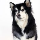 밴스동물병원 이미지