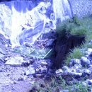 군하영양탕 이미지