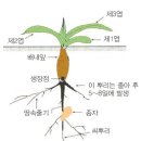 옥수수 - 옥수수의 형태와 발육 이미지