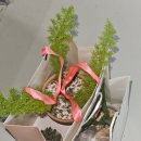 큰마당가든 | 용인 화원 가든온 마당 🌸 : 정찰제 분갈이와 식물 쇼핑 후기